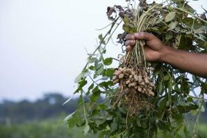 arachide su agricoltori mano nel il campo. agricoltura raccogliere concetto foto