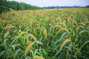 crudo maturo miglio colture nel il campo agricoltura paesaggio Visualizza foto