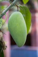 fresco crudo verde Mango cerniera nel il albero ramo. selettivo messa a fuoco foto