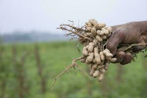 contadino tenere per mano arachide raccogliere nel il campo foto