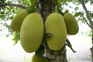 jackfruits su un' albero nel il frutteto. maturo jackfruit su il albero foto