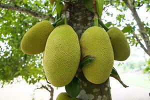 jackfruits su un' albero nel il frutteto. maturo jackfruit su il albero foto