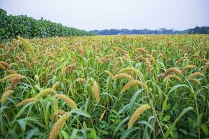 crudo maturo miglio colture nel il campo agricoltura paesaggio Visualizza foto