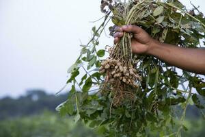 arachide su agricoltori mano nel il campo. agricoltura raccogliere concetto foto