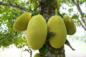 jackfruits su un' albero nel il frutteto. maturo jackfruit su il albero foto