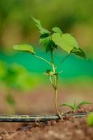 indiano agricoltura cotone bambino albero, piccolo pianta crescere nel azienda agricola foto