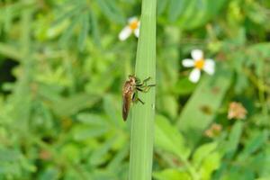 roberfly su nel il selvaggio erba foto