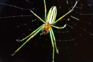 ragnatele, ragnatele nel il giardino, selvaggio insetti, nero sfondo foto