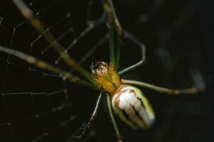 ragnatele, ragnatele nel il giardino, selvaggio insetti, nero sfondo foto