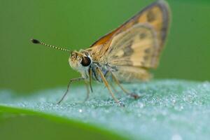 foto macro estremo di skipper farfalla nel il animali selvatici, macro insetto,