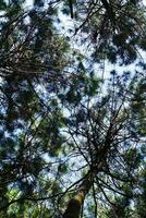 visualizzazioni di pino alberi nel il colline di sospeso cililin con fresco e freddo aria e no aria inquinamento. foto