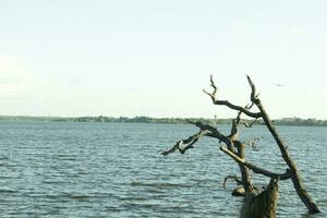 morto albero su il riva di un' lago nel il mattina luce. anuradhapura, sri lanka foto