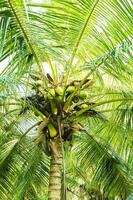 Noce di cocco albero nel il giardino, sri lanka, Asia. foto