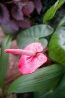 bellissimo anthurium fiore nel il giardino, azione foto Immagine