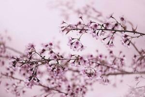 sfondo natura fiore san valentino prunus cerasoides foto