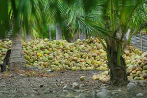 Noce di cocco nel un' riga su il piantagione. Noce di cocco piantagione nel sri lanka foto