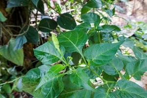 verde peperoncino pianta nel natura giardino. foto