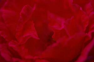 rosa macro foto. un' magro messa a fuoco linea su il bordo di il petali. rosso fiore. foto