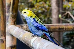 bellissimo colorato uccello avvicinamento foto