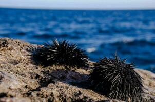 mare ricci avvicinamento foto