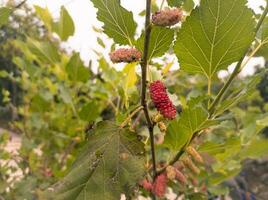 gelso frutta impianti con le foglie sfondo foto