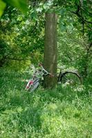 biciclette nel parco foto