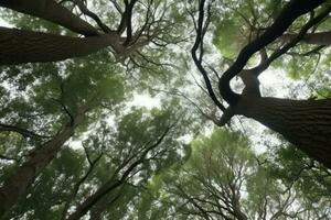 ai generato torreggiante alberi allungare su per il cielo, loro rami raggiungendo su piace Aperto braccia. foto