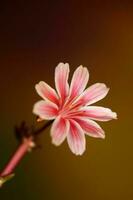 bellissimo rosa fiore estate fioritura vicino su botanico sfondo lewisia leana famiglia montiaceae grande dimensione alto qualità moderno immediato Stampa foto