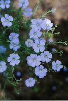 blu lino fiori nel il giardino nel estate avvicinamento con superficiale profondità di campo foto