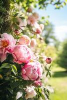 fiore giardino, giardinaggio e campagna natura, bellissimo peonia fiori, peonie fioritura su un' soleggiato giorno, generativo ai foto