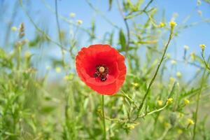 papavero fiore nel campo di mais. rosso petali nel verde campo. agricoltura su il ciglio della strada. foto