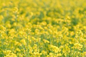 stupro con giallo fiori nel il canola campo. Prodotto per commestibile olio e bio carburante foto