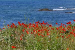 Le croisic selvaggio costa foto