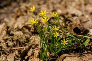 primavera giallo fiori selvatici tra il autunno le foglie foto