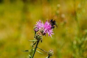 bombo raccoglie polline su un' lilla fiore foto