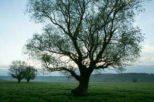 solitario albero nel il riso campo con riflessione nel acqua. grande albero nel un' verde campo a tramonto. bellissimo primavera paesaggio. foto