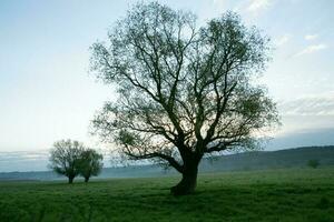 solitario albero nel il riso campo con riflessione nel acqua. grande albero nel un' verde campo a tramonto. bellissimo primavera paesaggio. foto