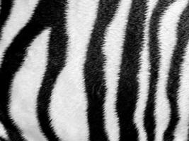 zebra pelle modello similpelle tessuto foto