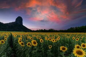 girasole campo con montagna su crepuscolo cielo a lop buri Provincia, Tailandia foto