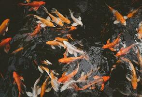 fantasia carpa, specchio carpa o koi pesce nuoto nel il stagno, foto