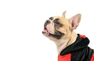 lato Visualizza di francese bulldog indossare un' carino e divertente coccinella costume isolato foto