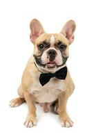 carino Marrone francese bulldog indossare nero arco cravatta e Affamato isolato foto