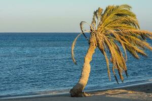 palma albero a il spiaggia vicino il acqua a partire dal il rosso mare nel Egitto foto