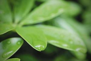 macro gocce di pioggia su foglie verdi nella stagione delle piogge sullo sfondo della natura foto