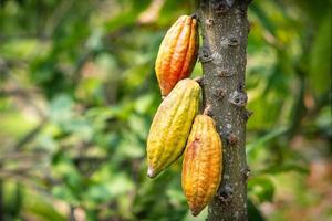 albero di cacao con baccelli di cacao in una fattoria biologica foto