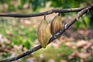 albero di cacao con baccelli di cacao in una fattoria biologica foto