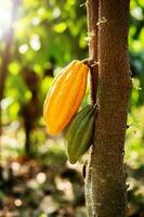 albero di cacao con baccelli di cacao in una fattoria biologica foto