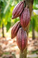 albero di cacao con baccelli di cacao in una fattoria biologica foto