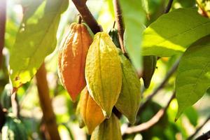 albero di cacao con baccelli di cacao in una fattoria biologica foto