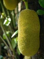 vicino su gigante nel forma di acerbo jackfruits sospeso su il albero, Jack albero, tropicale frutta, scientifico nome artocarpus heterophyllus foto